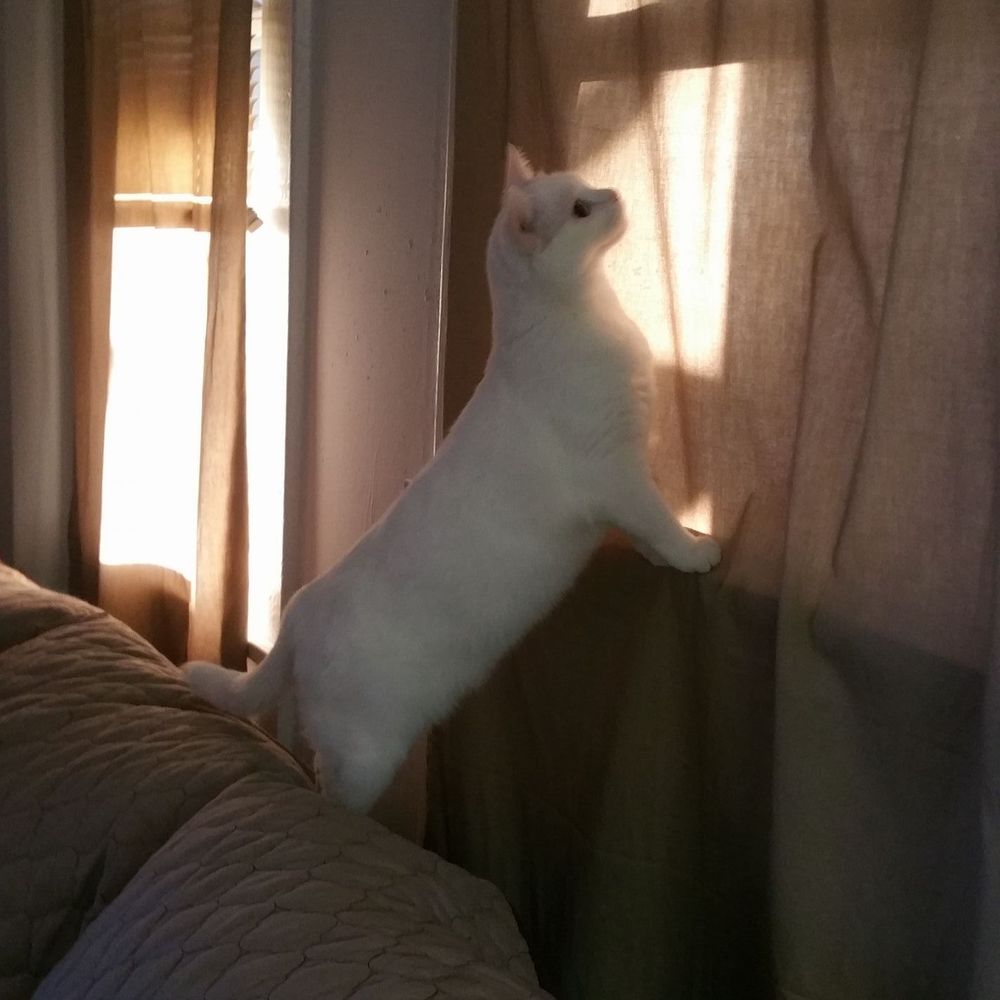 Meet your Posher, Diane